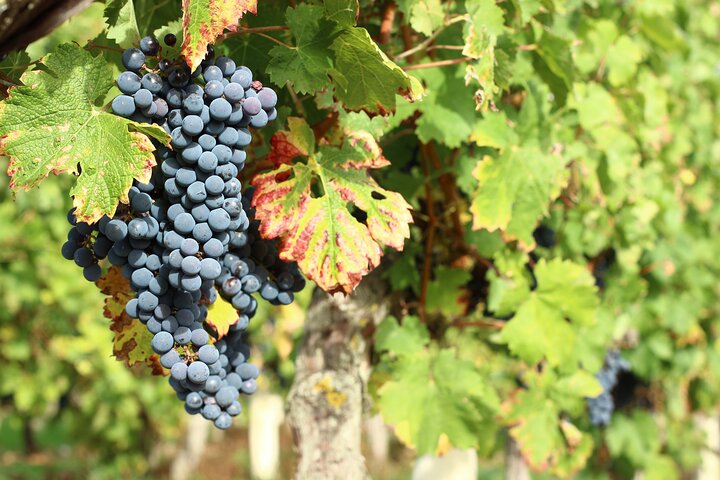 Epicurean Discovery Tour with Wine & Local Specialties