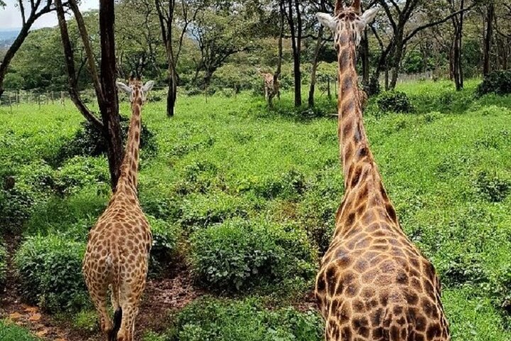 Tour to Giraffe Center from Nairobi