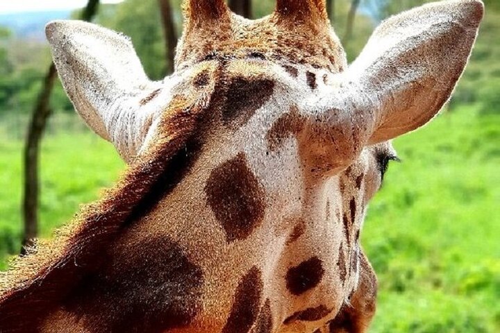 Tour to Giraffe Center from Nairobi
