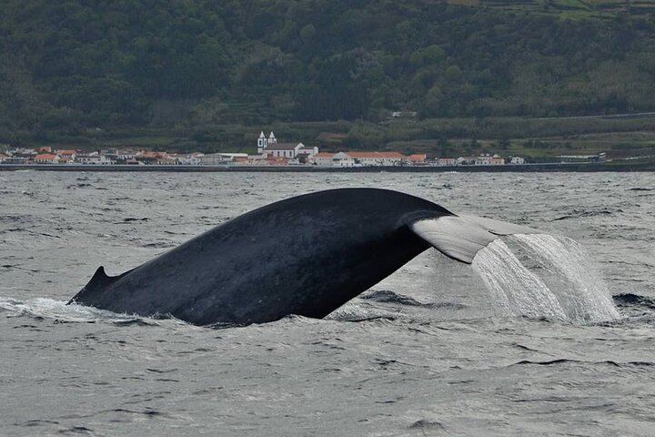 Whale and Dolphin Watching in Pico Island - Half Day