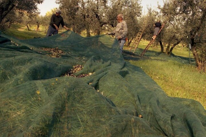 Montefalco: Winery and Oil Mill Tour in with Light Lunch