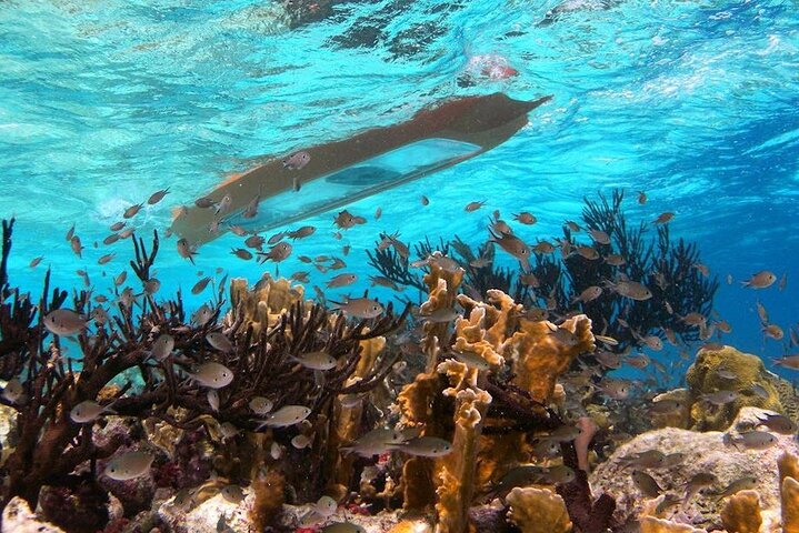 Clearbottom Mangrove Kayak & Snorkel tour