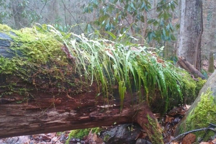 Blue Creek Cascades: Waterfalls, Whitewater & Wild Forest