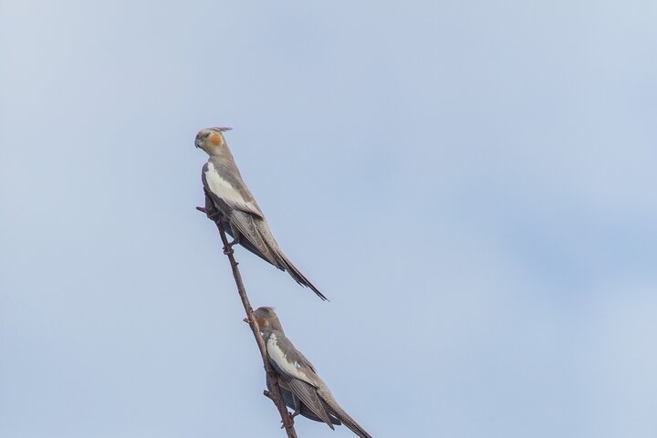 Pilbara Bird Tours