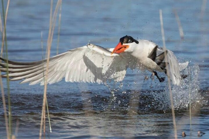Pilbara Bird Tours