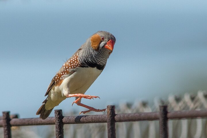 Pilbara Bird Tours