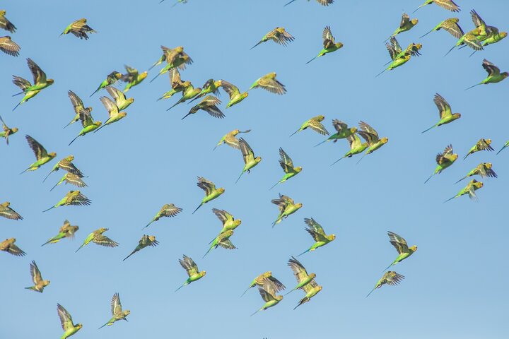Pilbara Bird Tours