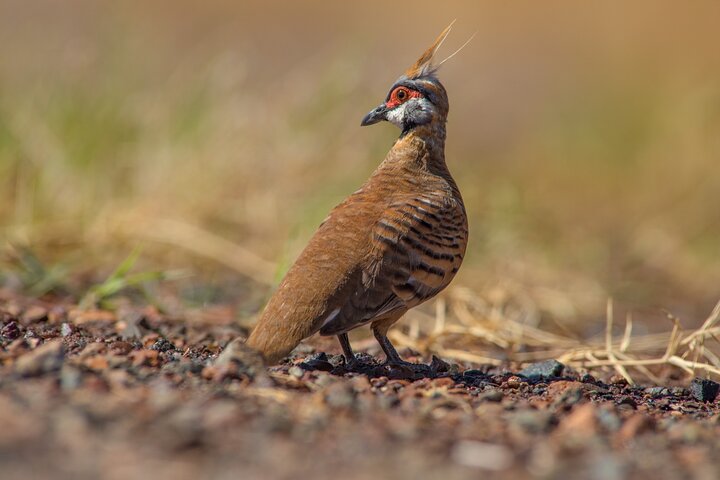 Pilbara Bird Tours