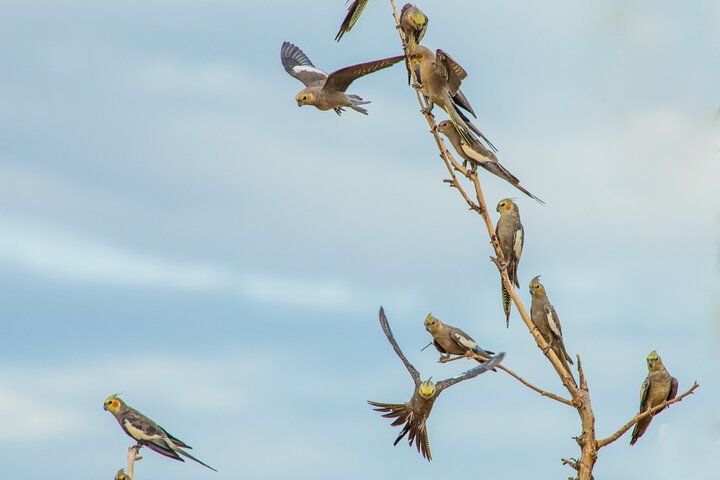 Pilbara Bird Tours