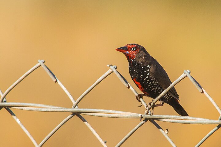 Pilbara Bird Tours