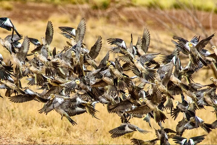 Pilbara Bird Tours