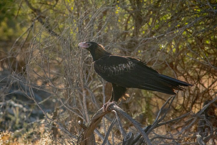 Pilbara Bird Tours
