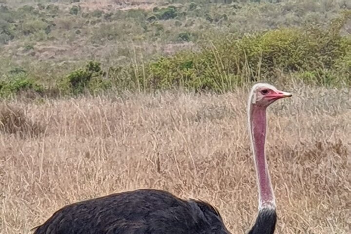 Ol Pejeta Conservancy Day Tour from Nairobi