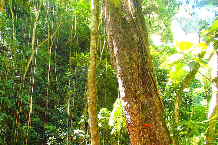 Cloud Forest Hike 8:30am Pipeline Trail(Min of 2 people required)