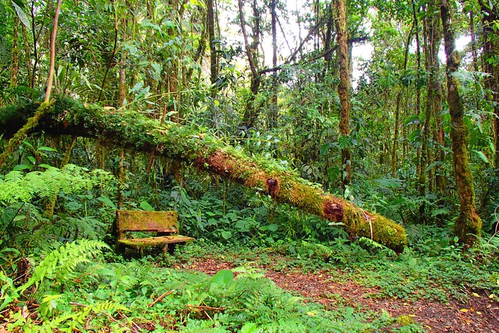 Cloud Forest Hike 8:30am Pipeline Trail(Min of 2 people required)