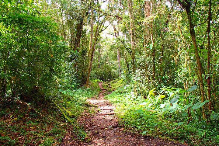 Cloud Forest Hike 8:30am Pipeline Trail(Min of 2 people required)