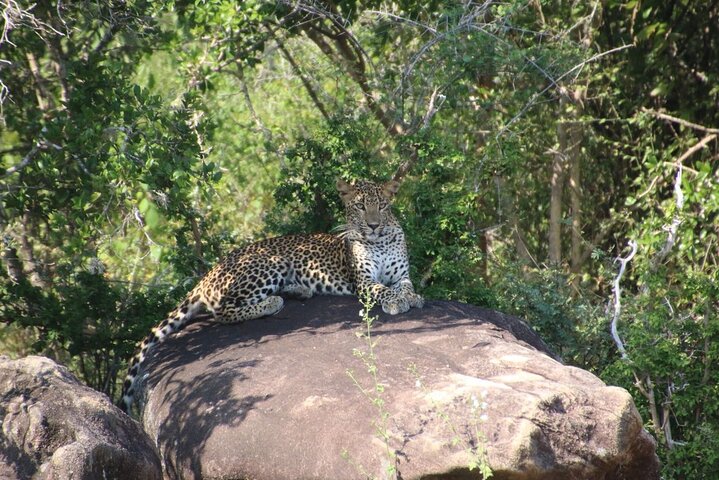 Evening Safari - Yala National Park with Janaka safari - 02.00 pm to 06.30 pm
