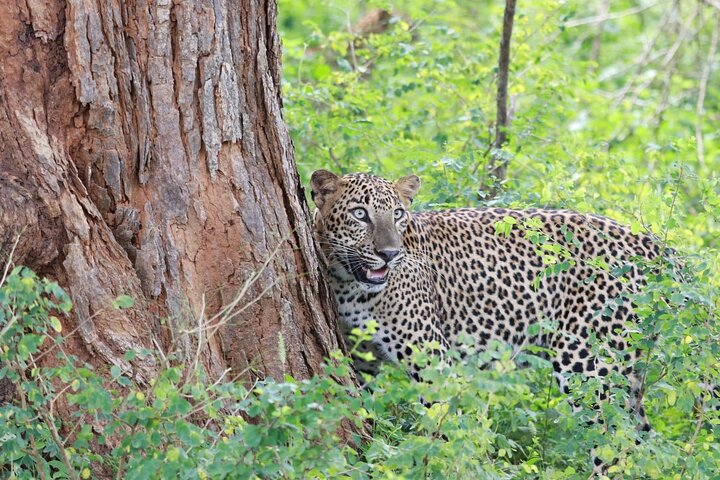 Evening Safari - Yala National Park with Janaka safari - 02.00 pm to 06.30 pm