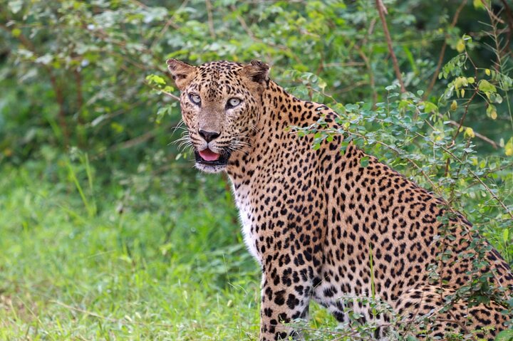 Full day Safari - Yala National Park - 04.30 am to 06.00 pm with - Janaka safari