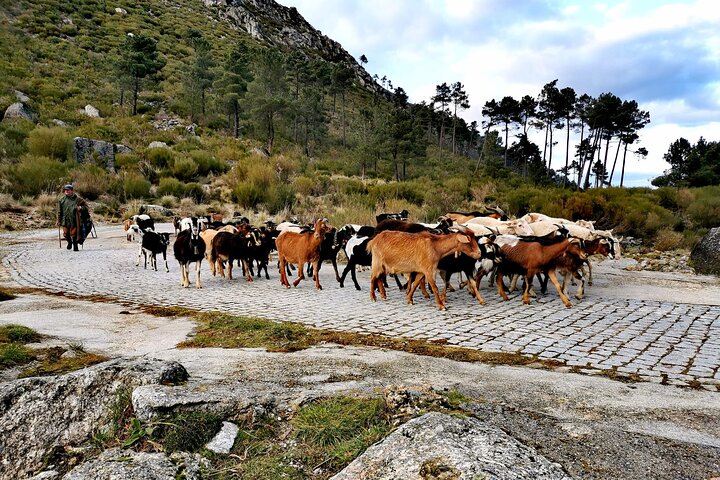Serra da Estrela - Half-day off-road tour with cheese tasting