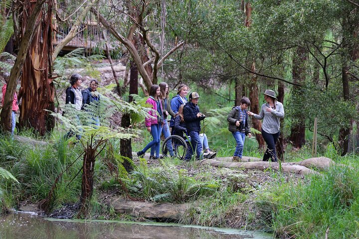 Walk with Wildlife: Guided Tour in Great Ocean Road