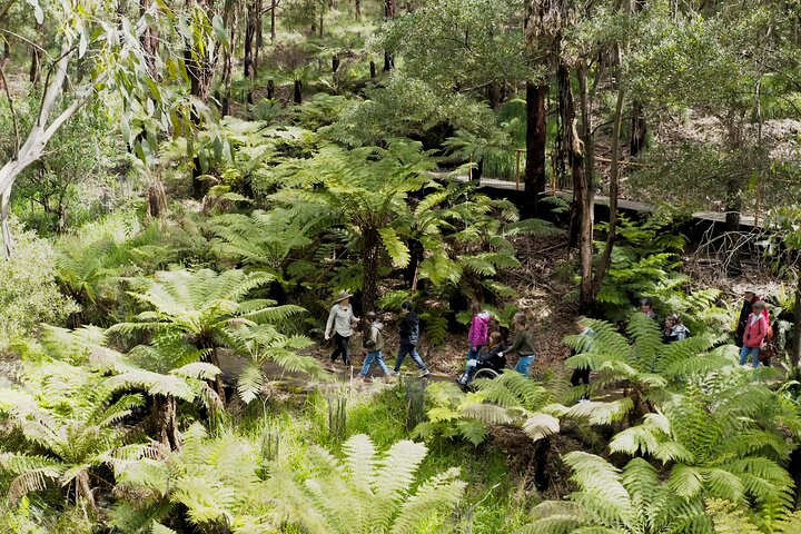 Walk with Wildlife: Guided Tour in Great Ocean Road