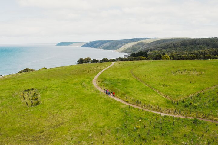Walk with Wildlife: Guided Tour in Great Ocean Road