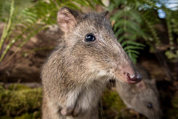 Walk with Wildlife: Guided Tour in Great Ocean Road
