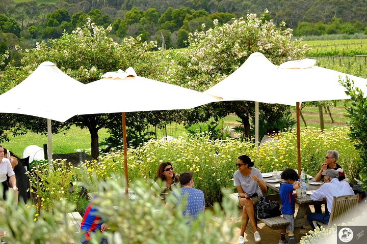 Montalto Vineyard: Mornington Peninsula Discovery Wine Tasting and Lunch