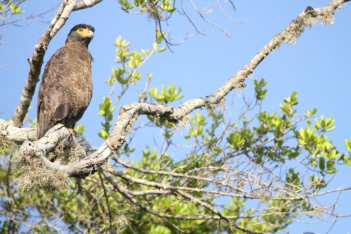 All Inclusive Private Safari in Minneriya National Park