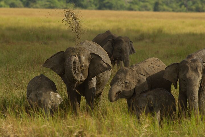 All Inclusive Private Safari in Minneriya National Park