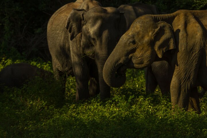 All Inclusive Private Safari in Minneriya National Park