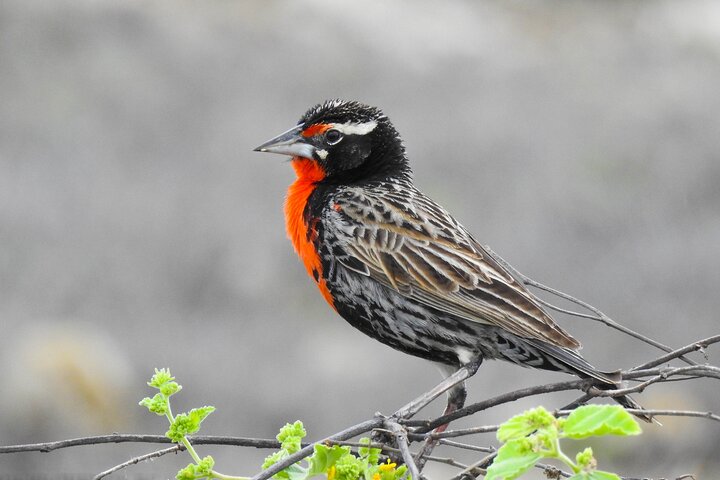 Birdwatching Tour in Giron and Yunguilla Jocotoco Reserve from Cuenca