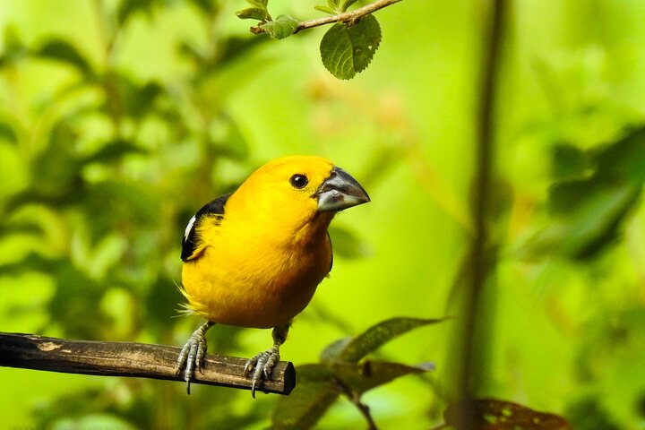 Birdwatching Tour in Giron and Yunguilla Jocotoco Reserve from Cuenca