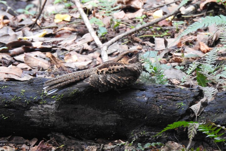 Birdwatching Tour in Giron and Yunguilla Jocotoco Reserve from Cuenca