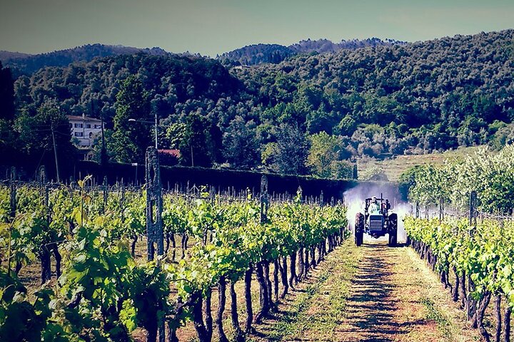 Guided E-Bike Tour with Wine Tasting from Lucca