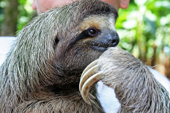 Snorkeling! & Cahuita national park Small Group Tour