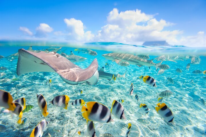 Full Day Lagoon Group Tour in Bora Bora with Lunch