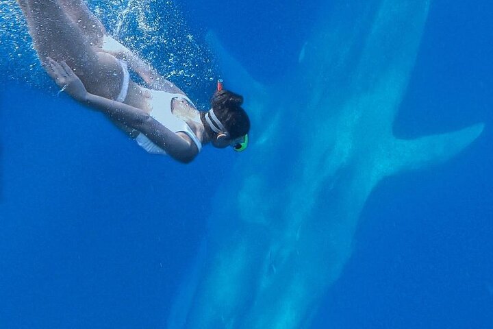 Snorkeling with Whales in Mirissa