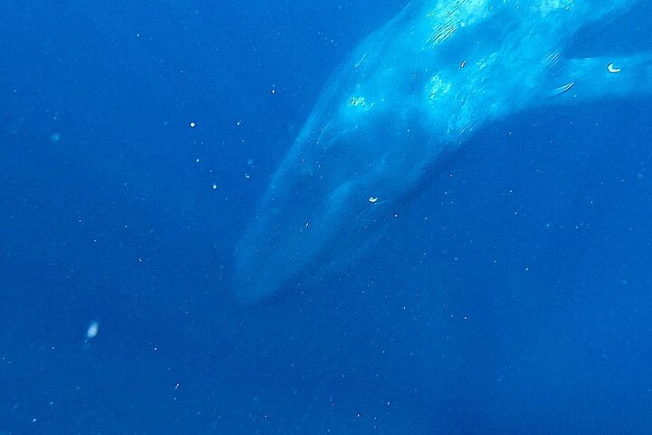 Snorkeling with Whales in Mirissa