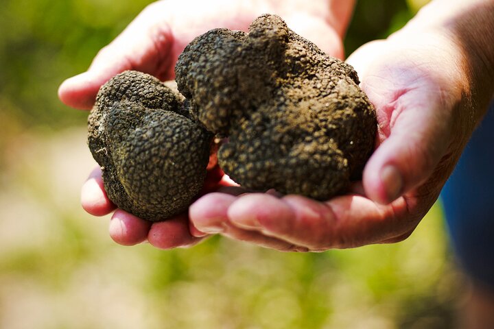 TRUFFLES: Hunting & Tasting in Istria, Slovenia