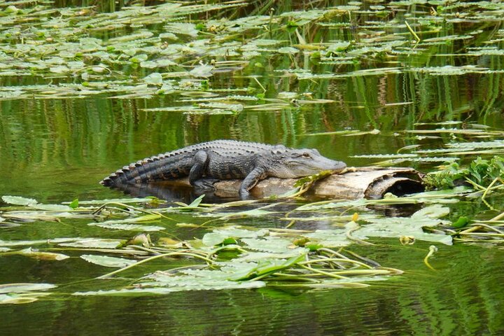 Waccamaw River Nature and Wildlife Tour