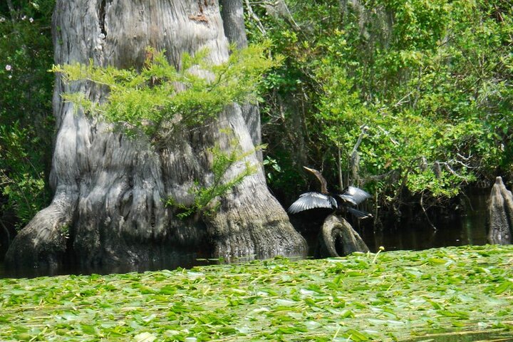 Waccamaw River Nature and Wildlife Tour