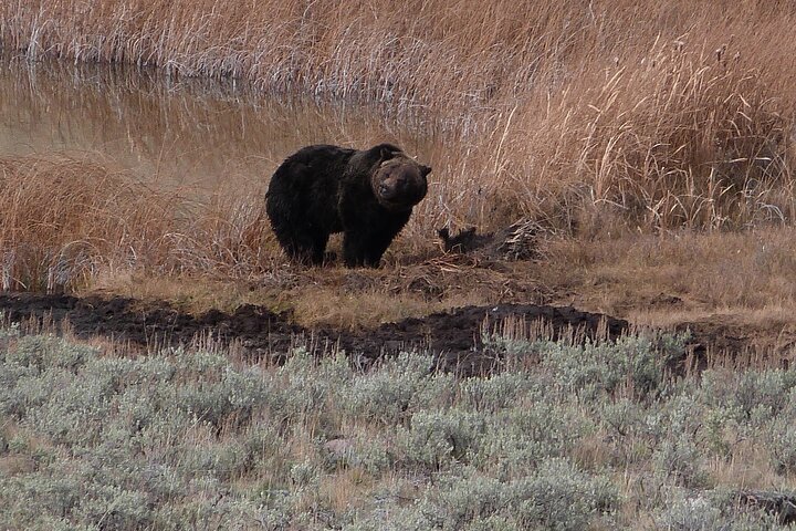 Yellowstone Lower Loop Full-Day Tour