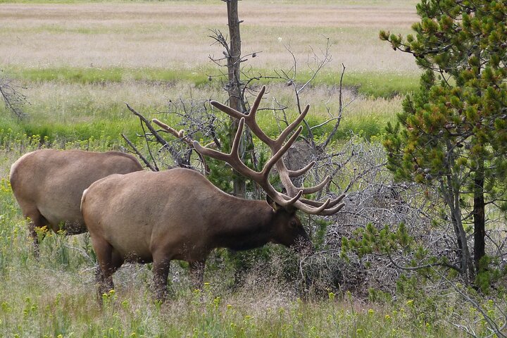 Yellowstone Lower Loop Full-Day Tour