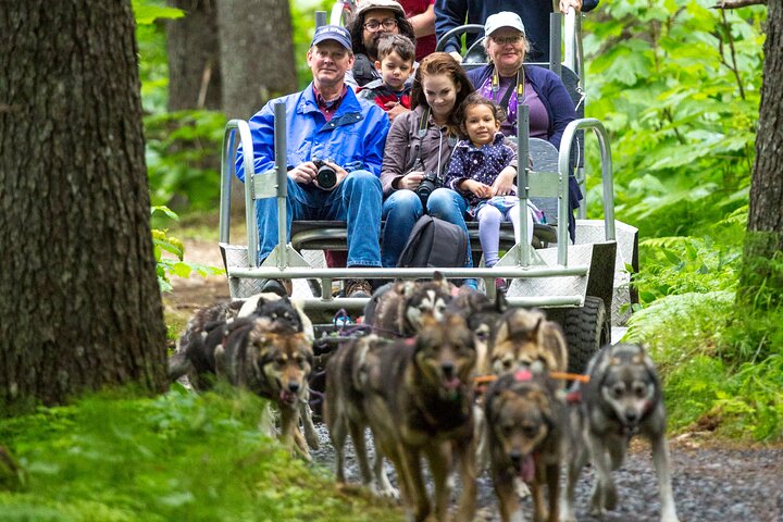 Turning Heads Kennel Dogsledding Experience & Tour