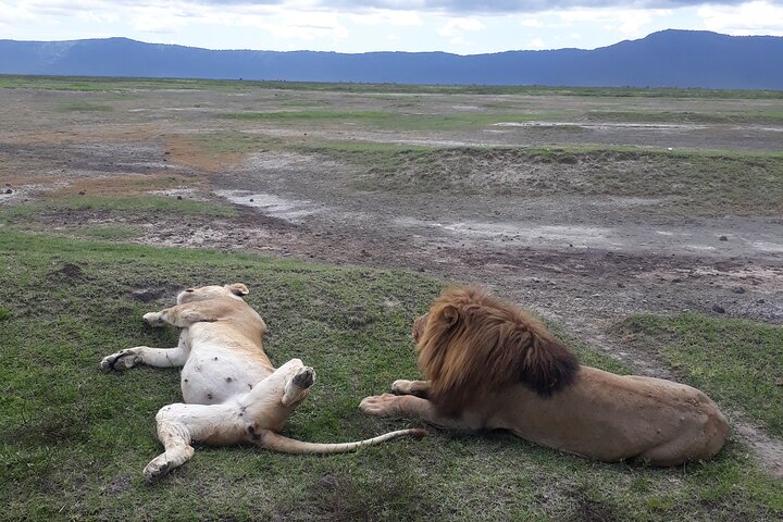 Ngorongoro Crater Day Trip