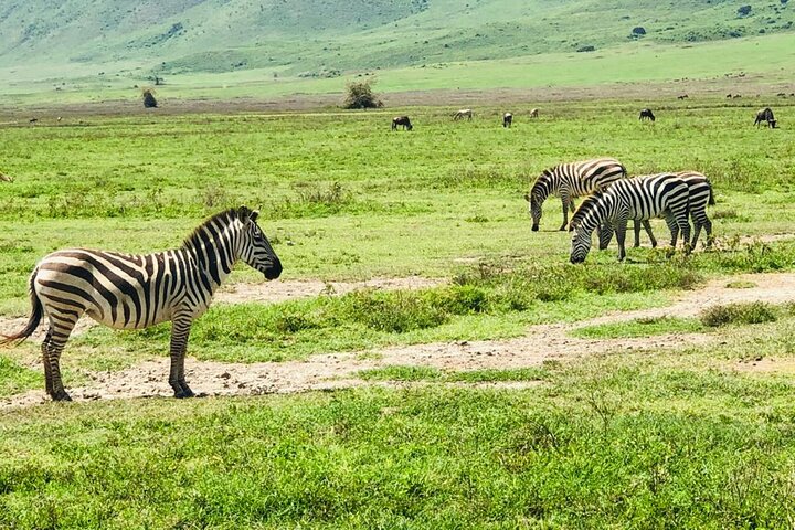 Ngorongoro Crater Day Trip