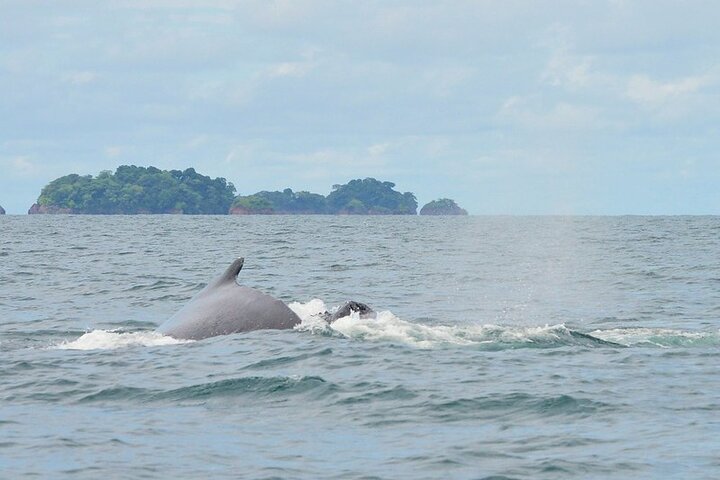 (4 person minimum to book) Whale Watching (July 15 to Oct.15) in Isla Bolanos