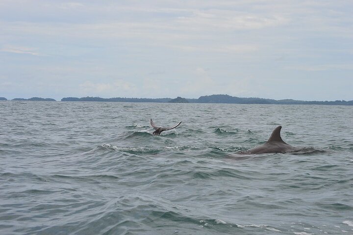 (4 person minimum to book) Whale Watching (July 15 to Oct.15) in Isla Bolanos